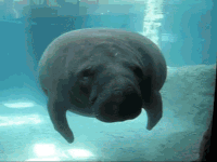 GIFs Manatee Funny animals Swimming GIF